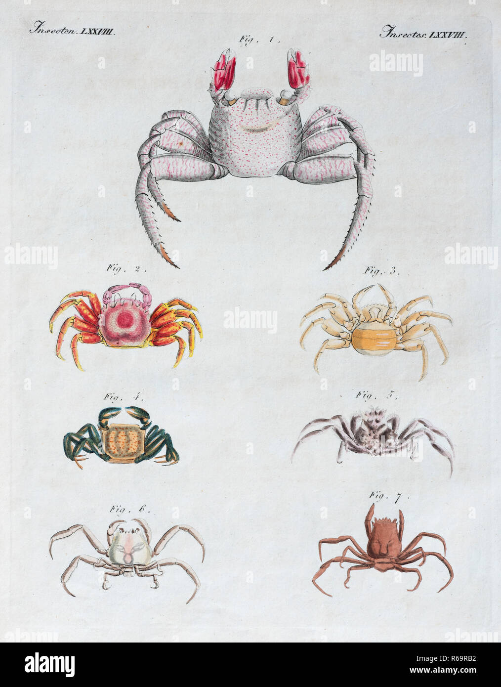 Verschiedene Krabben, handcolorierte Kupferstich von Friedrich Justin Bertuch Bilderbuch für Kinder, 1813, Weimar, Deutschland Stockfoto