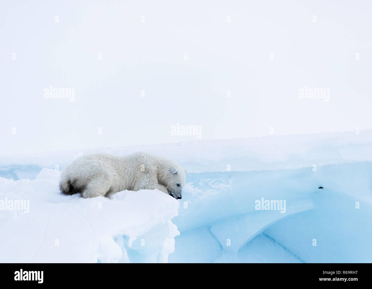 Eisbär (Ursus maritimus), Cub, 15 Monate alt, schaut von einem Eisberg, unorganisierten Baffin, Baffin Island, Nunavut, Kanada Stockfoto