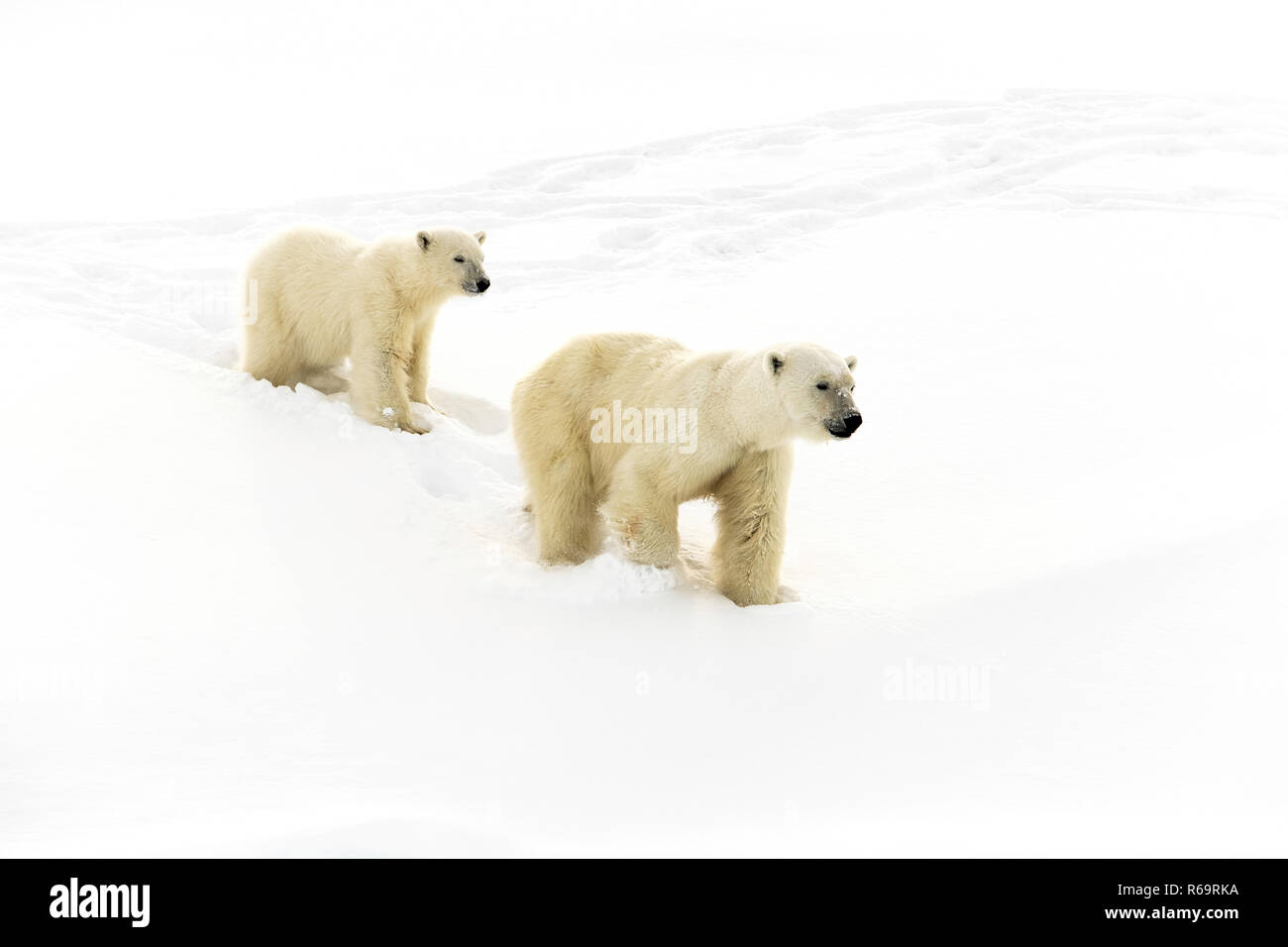 Eisbären (Ursus maritimus), der Mutter Tier- und 15 Monate alten cub Wandern im Schnee, unorganisierten Baffin, Baffin Island, Nunavut Stockfoto