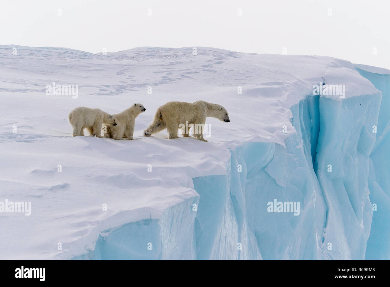 Eisbären (Ursus maritimus), der Mutter Tier- und 15 Monate alten Jungen am Rande eines Eisbergs, Baffin Island, Nunavut, Kanada Stockfoto