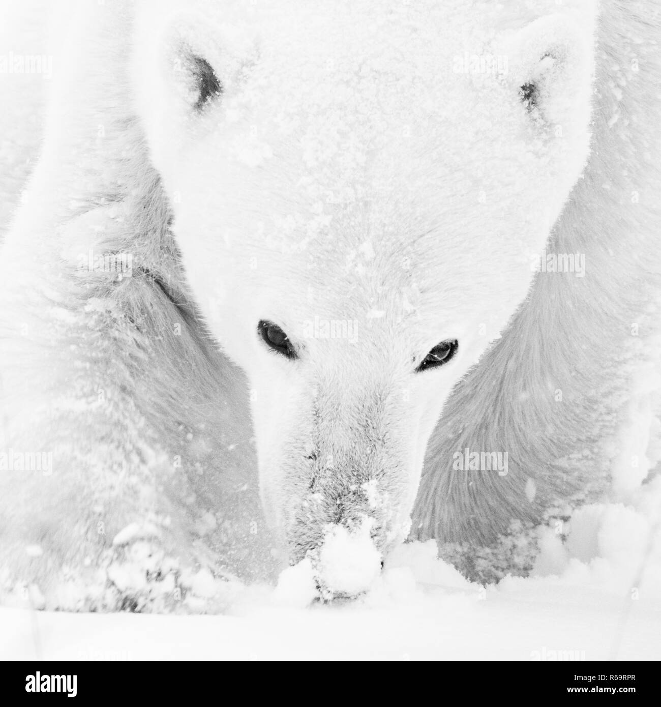 Eisbär (Ursus maritimus), männlich riecht den Schnee, Nahaufnahme, westlich der Hudson Bay Churchill, Manitoba, Kanada Stockfoto