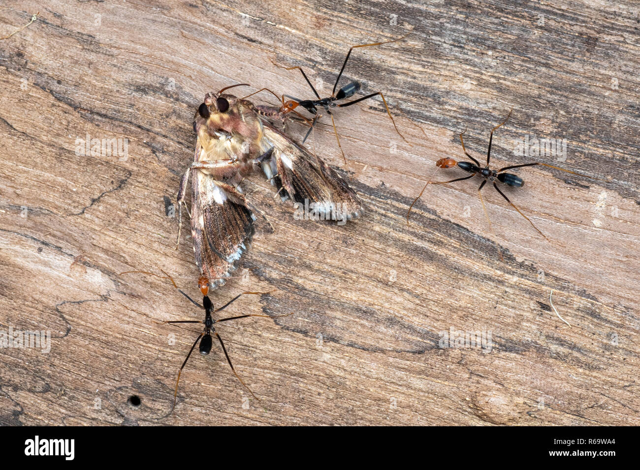 Leptomyrmex spider Ameisen Abrufen eines toten Motte nach Nahrungssuche auf der Regenwald im tropischen Queensland, Australien Stockfoto