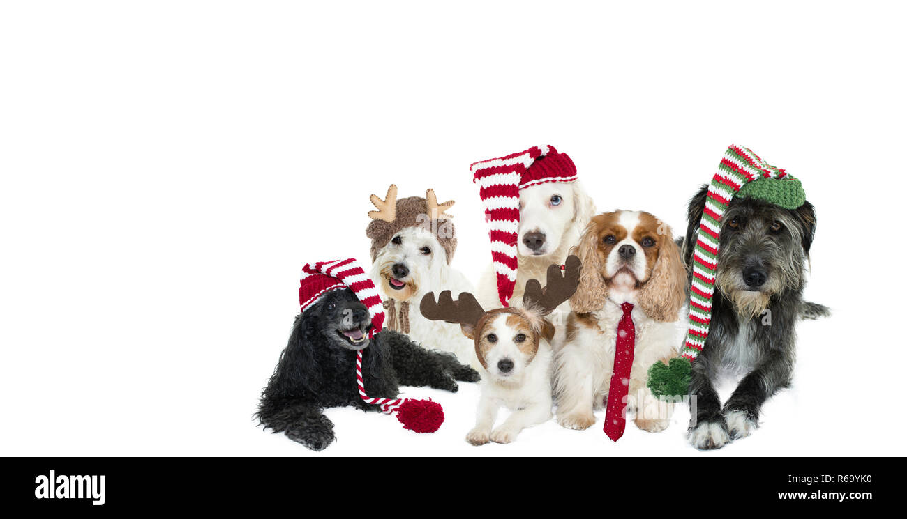 Süßer HUND WEIHNACHTEN BANNER. Sechs DOGGY TRAGEN SANTA, ELF, gestreift, Rentier HÜTE UND KRAWATTE vor grauem Hintergrund defokussierten Overlays. Stockfoto