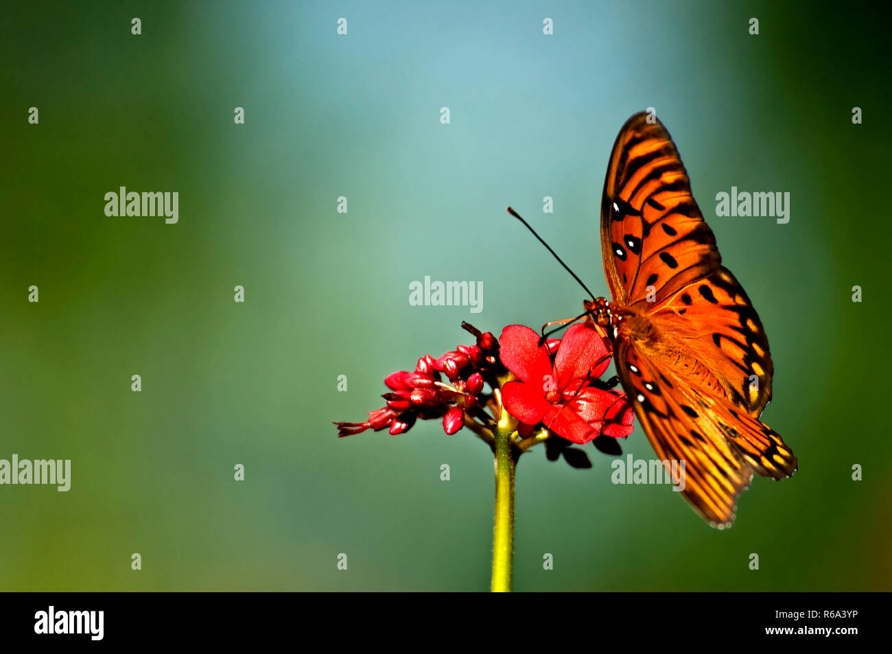 Eine orange, weiß und schwarz Golf fritillary (Agraulis vanillae) Schmetterling auf einem roten Jatropha Blüte mit einem weichen, grünen Hintergrund thront. Stockfoto