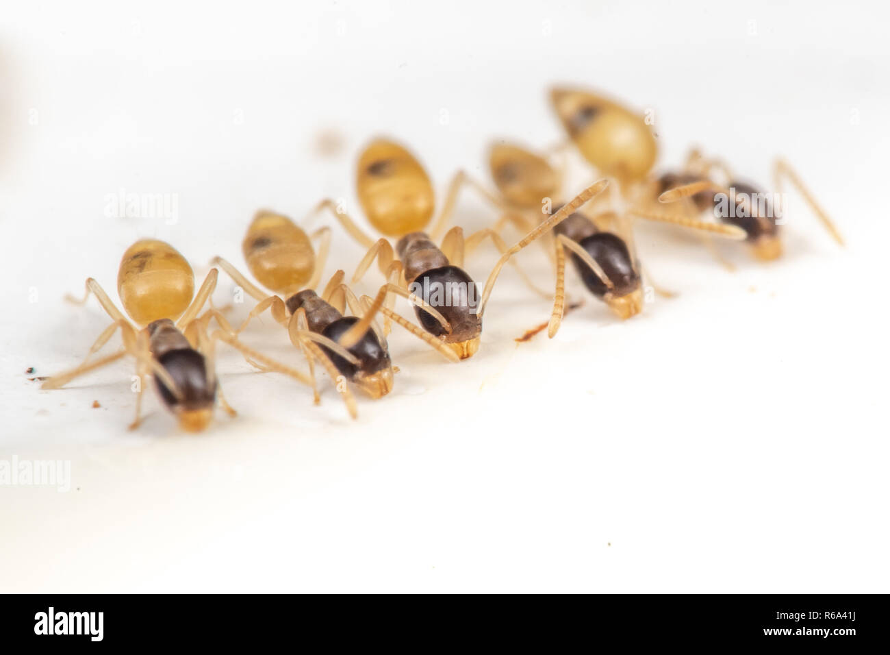 Tapinoma melanocephalum ghost Ameisen füttern auf verschüttetem Essen in einer Küche in den Tropen Stockfoto