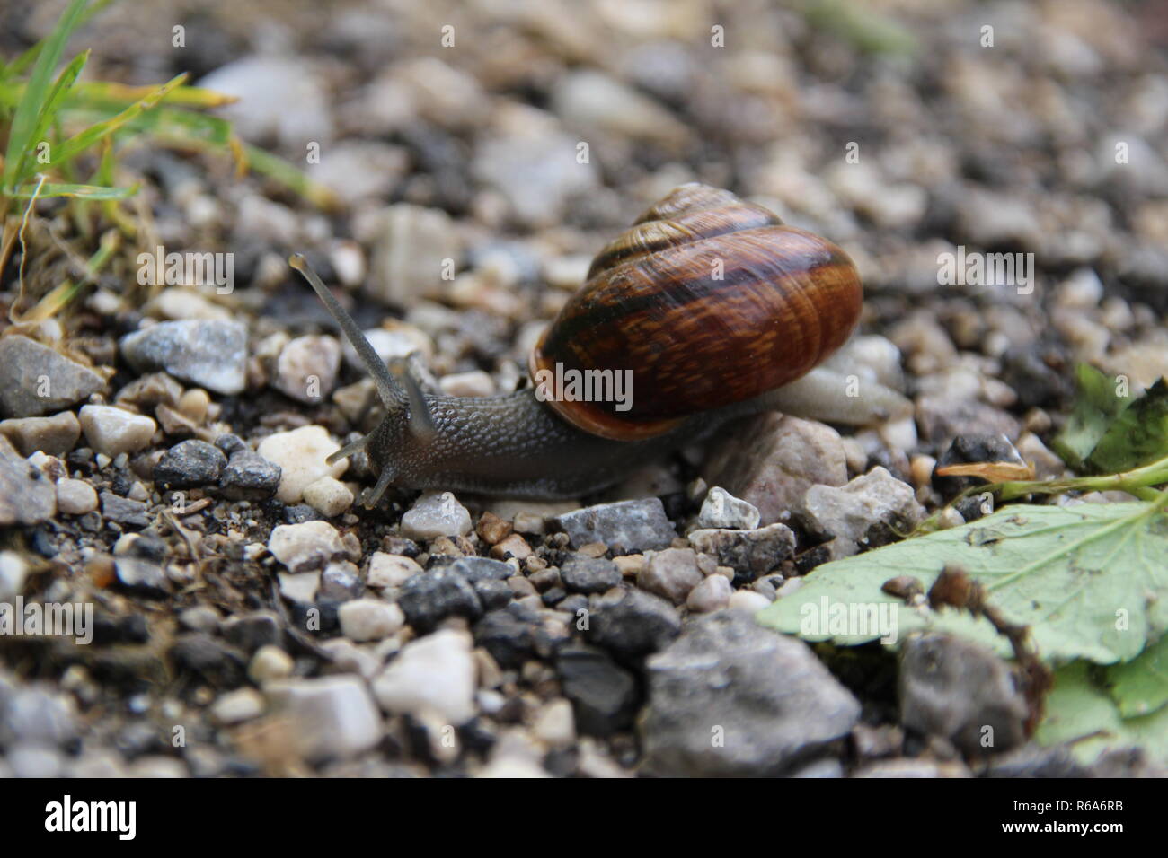 Schnecken auf Kies Boden Stockfoto