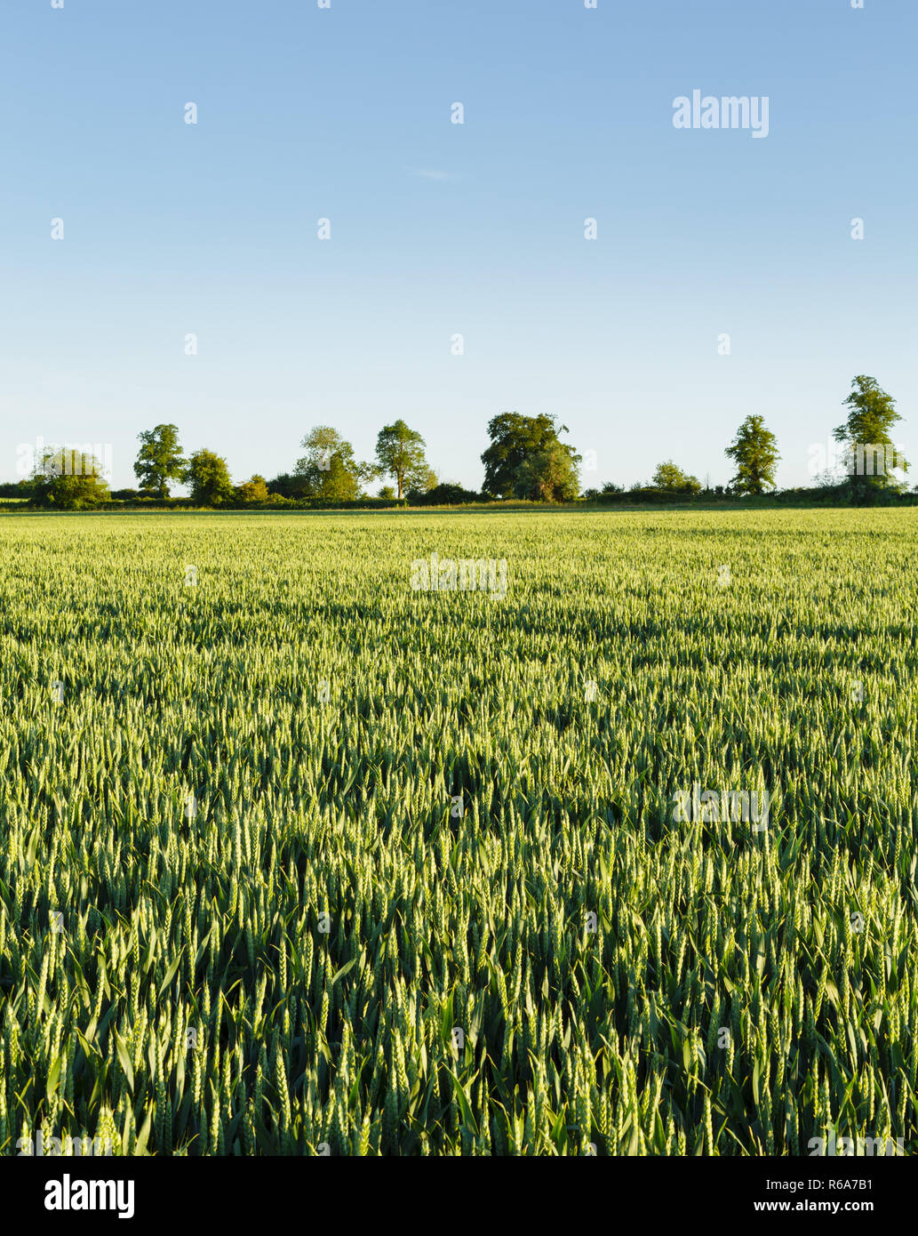 Weizenfeld Landschaft mit blauen Himmel in ländlichen Landschaft, Großbritannien Stockfoto