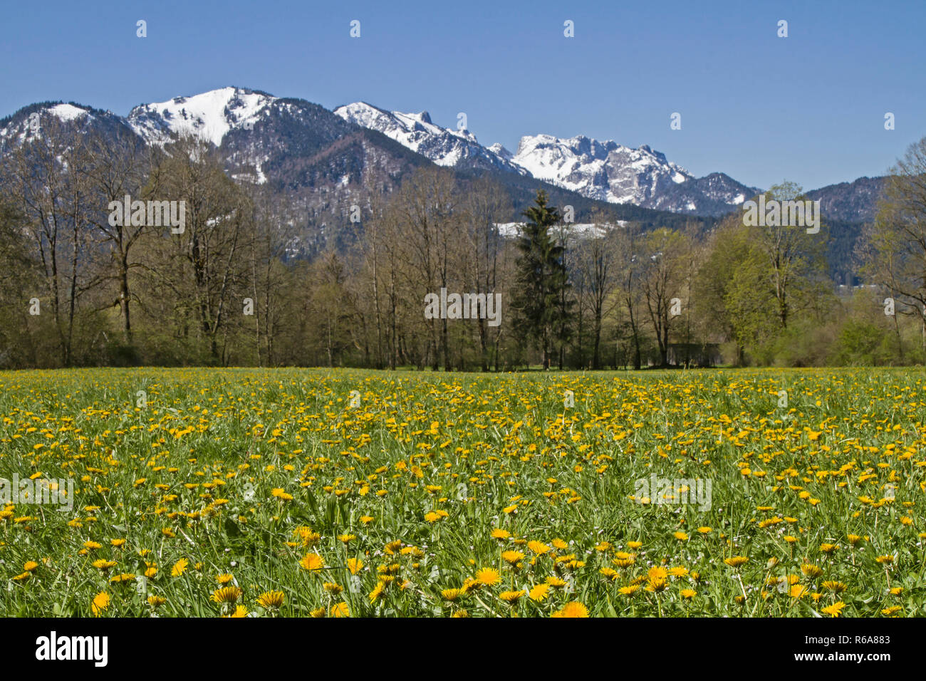 Blühende Blumen Wiese mit Benediktenwand Bergen im Frühjahr Stockfoto