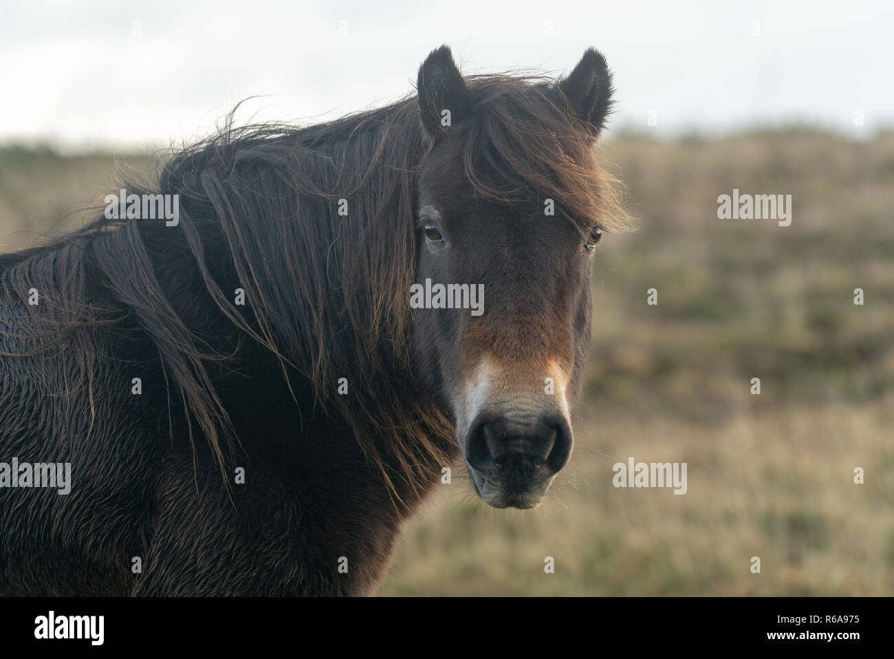 Wild Exmoor pony pferde, Exmoor National Park, Somerset UK Stockfoto
