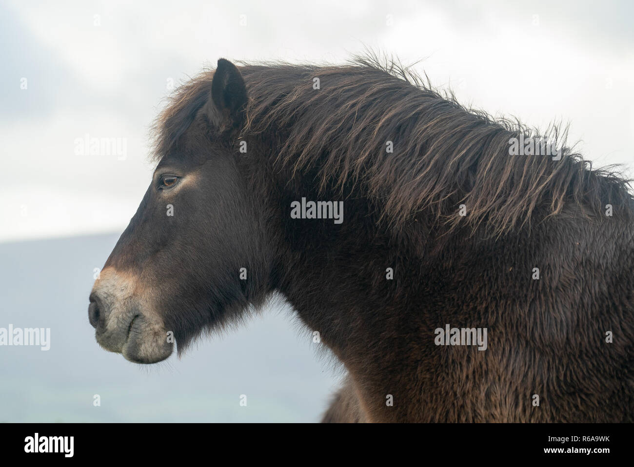 Wild Exmoor pony pferde, Exmoor National Park, Somerset UK Stockfoto