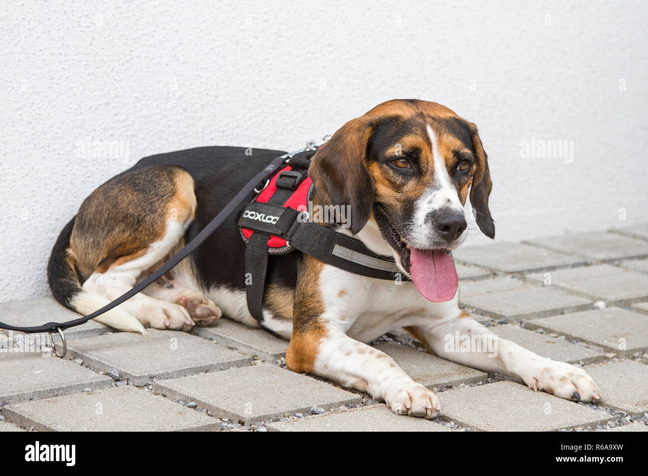 Eine Tricolore Beagle geduldig wartet auf seine Hundebesitzer auf der Straße Stockfoto
