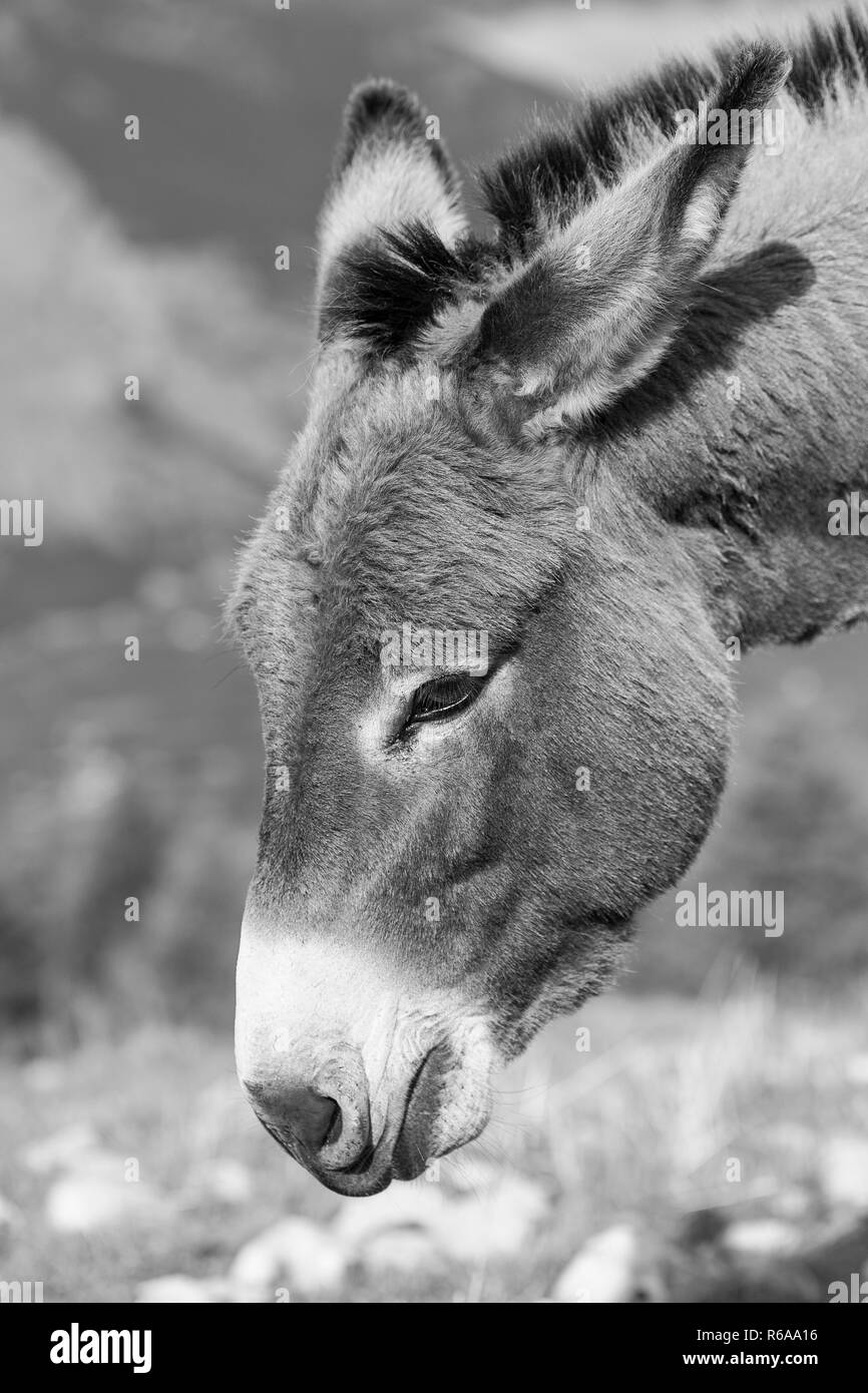 Porträt von einem Esel auf einer Bergwiese im Trentino Stockfoto