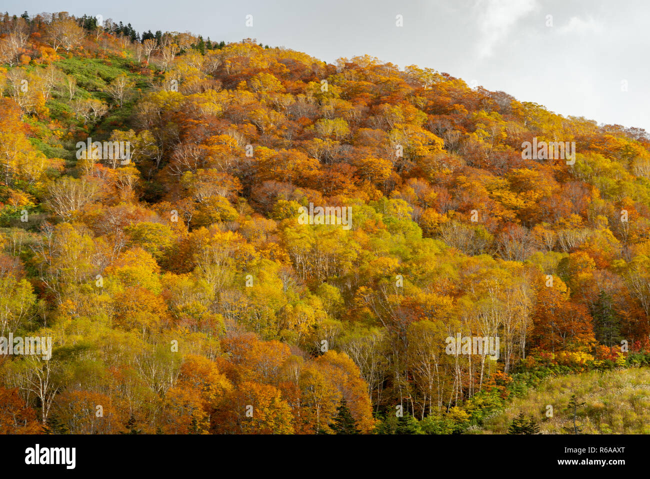 Tsugaike Naturpark im Herbst Stockfoto