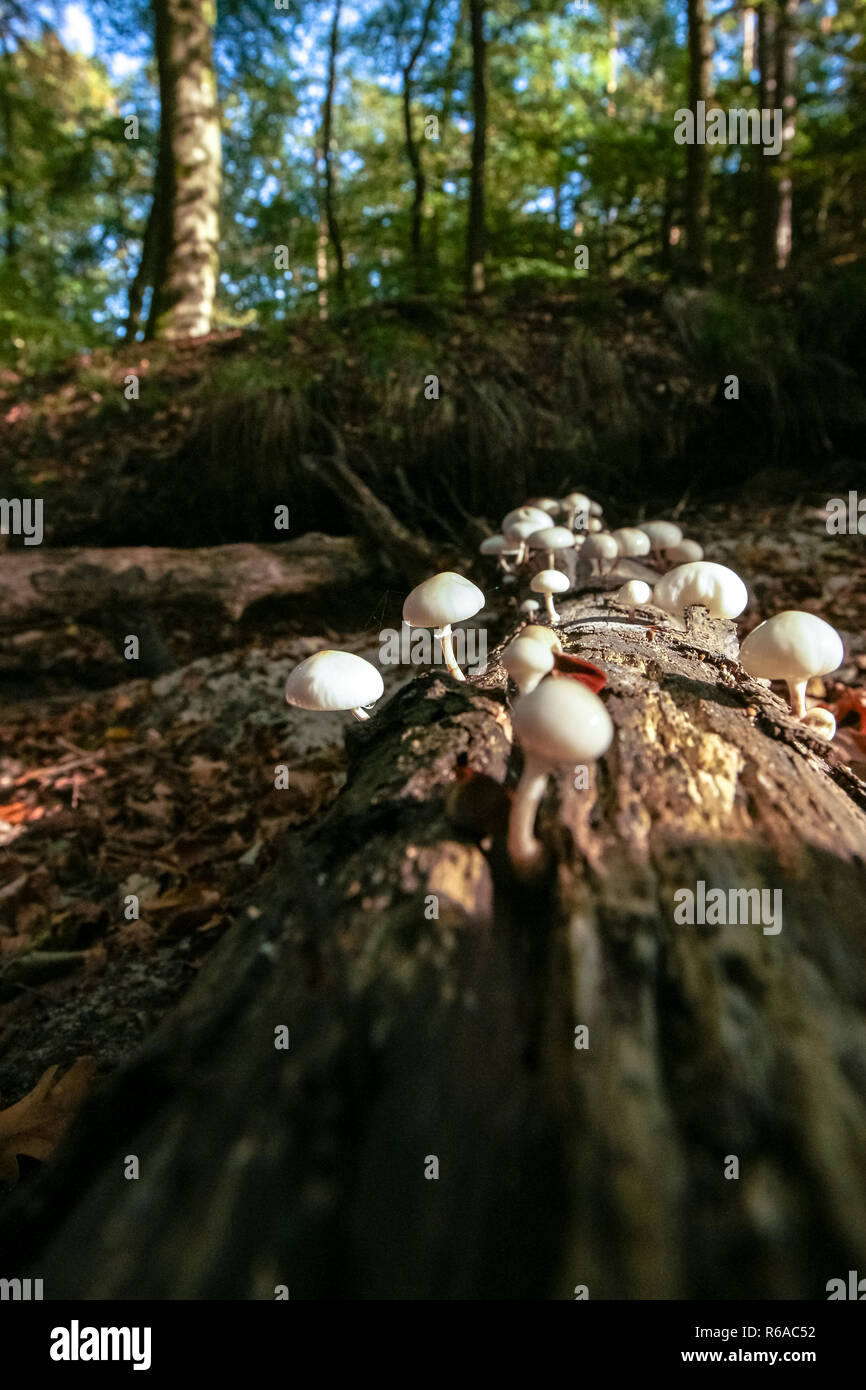 Gefallenen toten Baumstamm mit markanten atmosphärischen Sonnenlicht in einem Wald. Schleimigen weißen Pilze übernehmen Holzfäller Baum Stockfoto