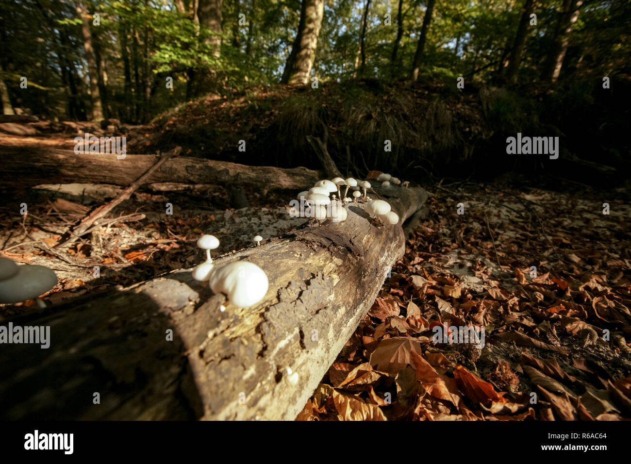 Gefallenen toten Baumstamm mit markanten atmosphärischen Sonnenlicht in einem Wald. Schleimigen weißen Pilze übernehmen Holzfäller Baum Stockfoto