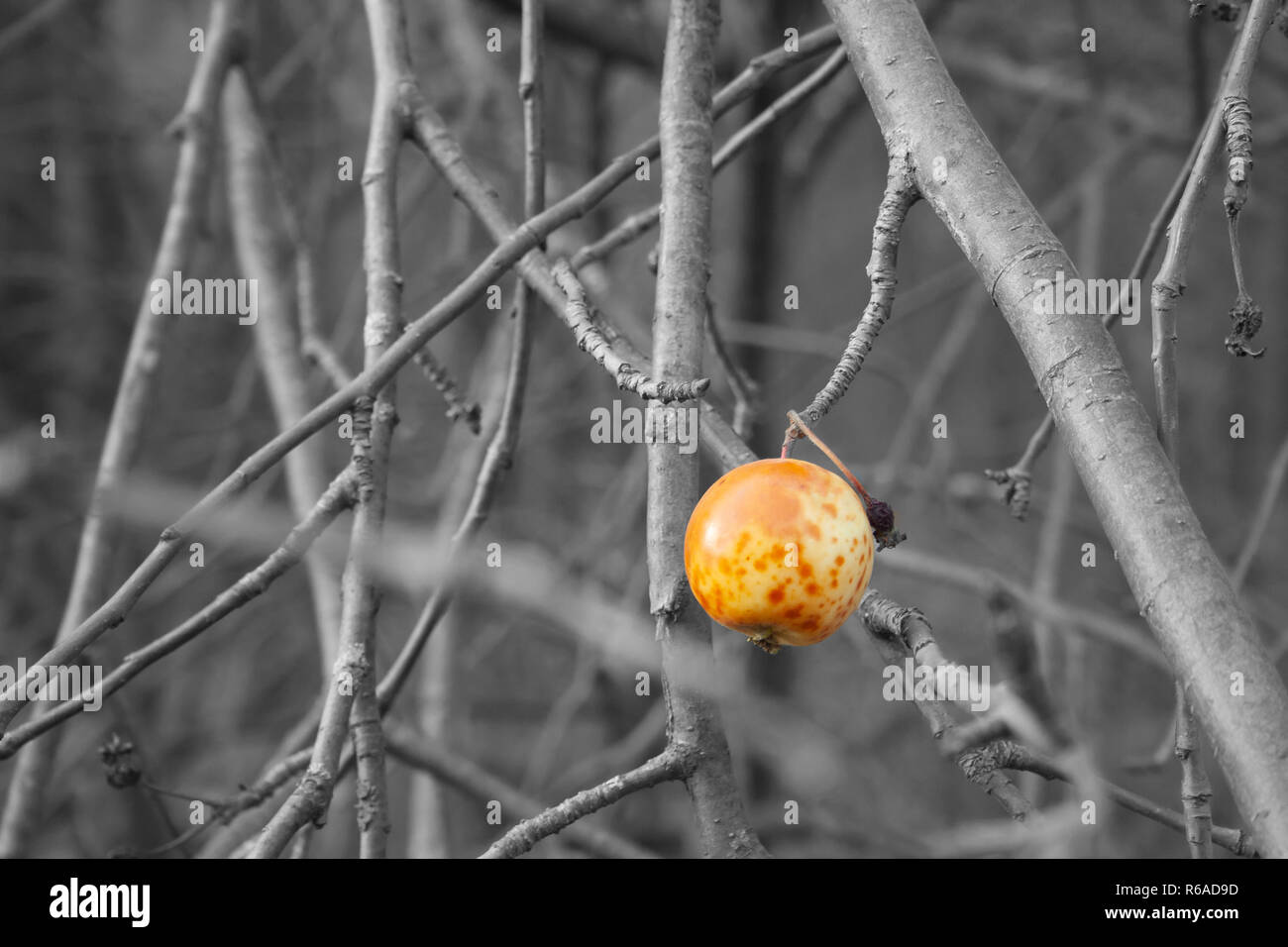 Die letzte überreifen Apfel hängt an einem Ast. Herbst Stockfoto
