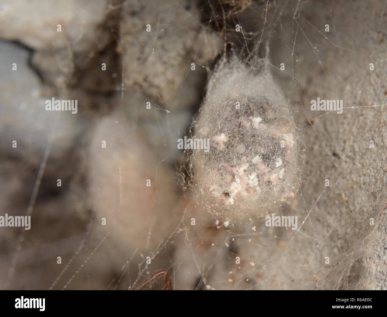 Falsche schwarze Witwe/Schrank Spinne (Steatoda grossa) ei Sac in einem Gartenhaus, in der Nähe von Wells, Somerset, Großbritannien, Oktober. Stockfoto