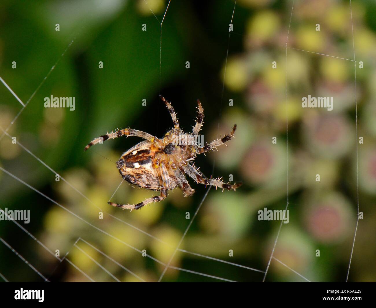 Weibliche European Garden Spider/Kreuz orbweaver (Araneus diadematus) Spinnen Ihre Web auf einem Efeu Zaun in der Nacht, Wiltshire, UK, September abgedeckt. Stockfoto