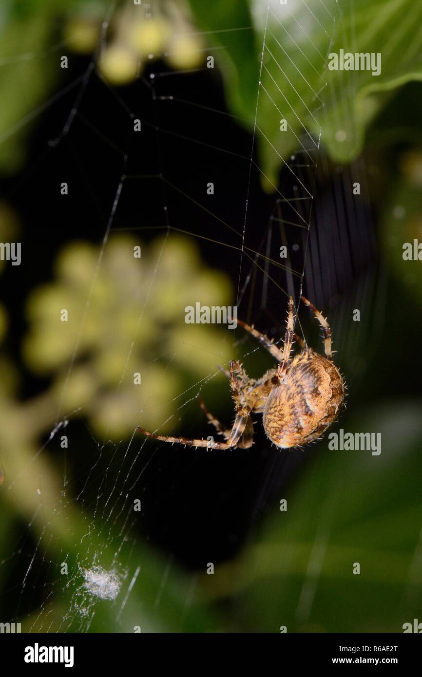 Weibliche European Garden Spider/Kreuz orbweaver (Araneus diadematus) Spinnen Ihre Web auf einem Efeu Zaun in der Nacht, Wiltshire, UK, September abgedeckt. Stockfoto