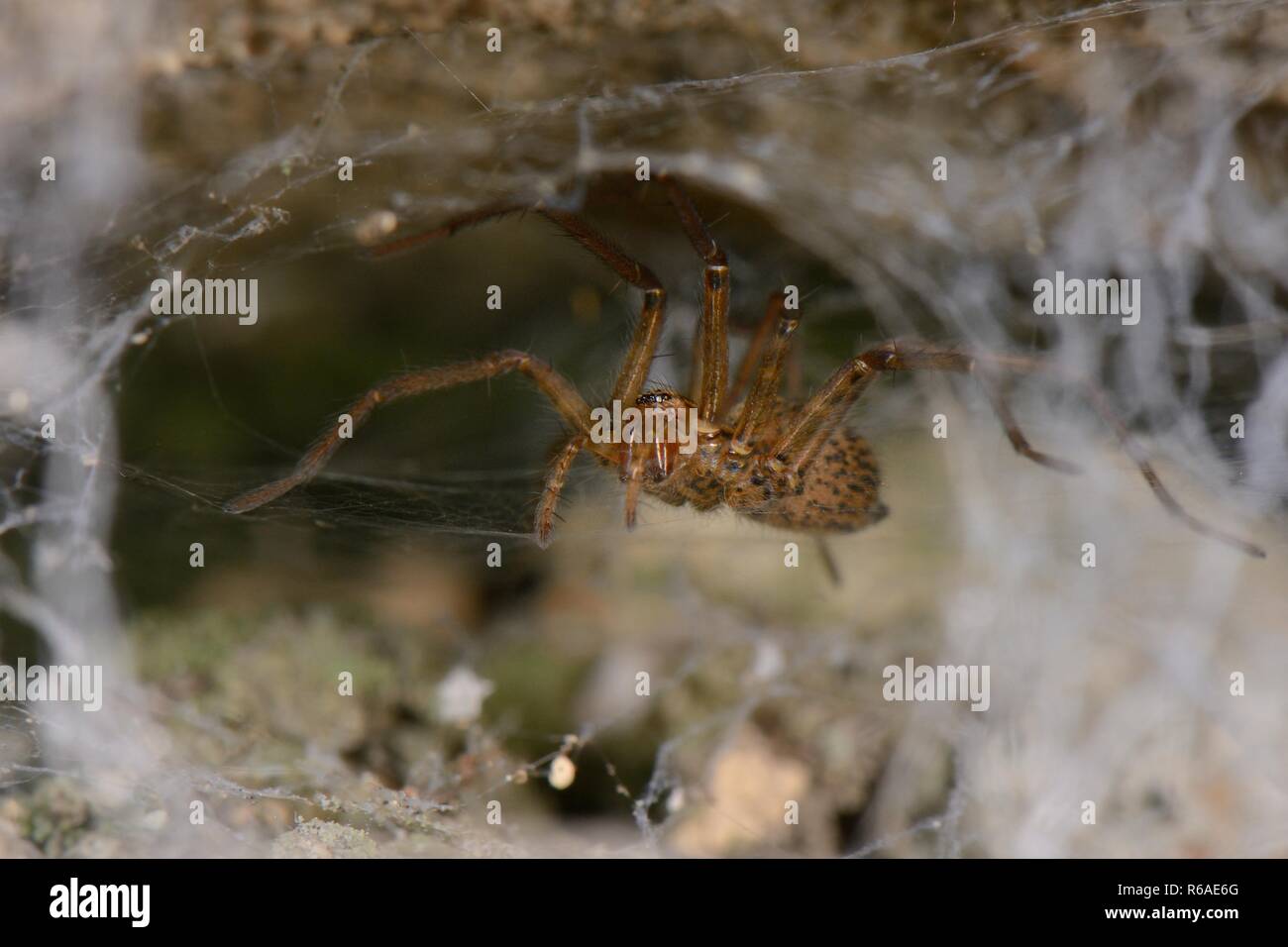 Weibliche Haus Spinne (Tegenaria sp.) auf ihrer Webseite in einer alten Steinmauer, Wiltshire, Großbritannien, Oktober. Stockfoto