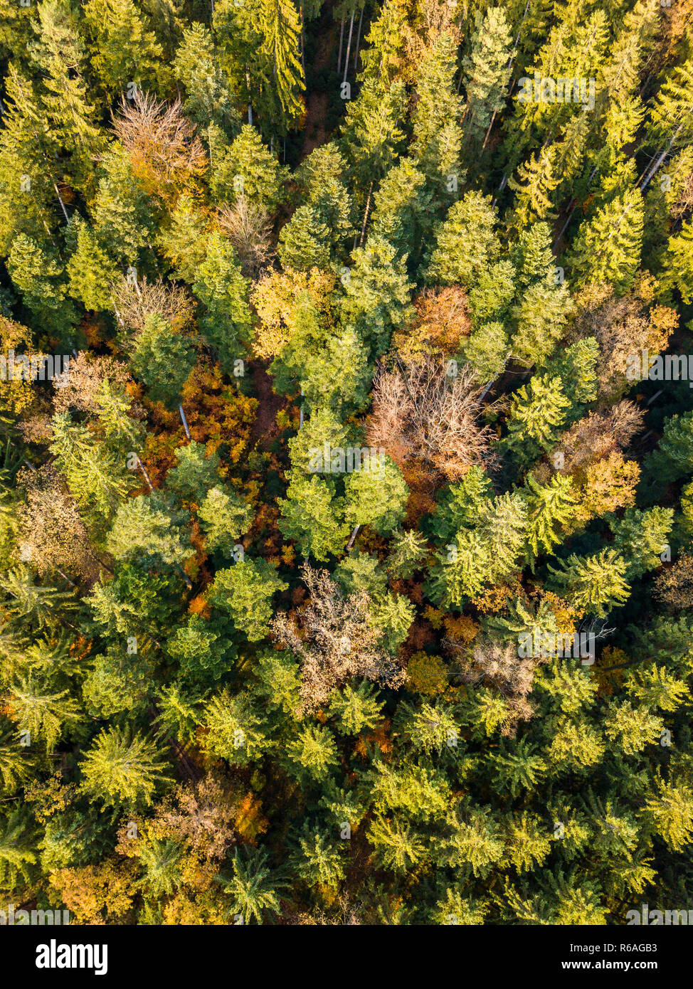 Luftaufnahme eines Herbst Wald Stockfoto