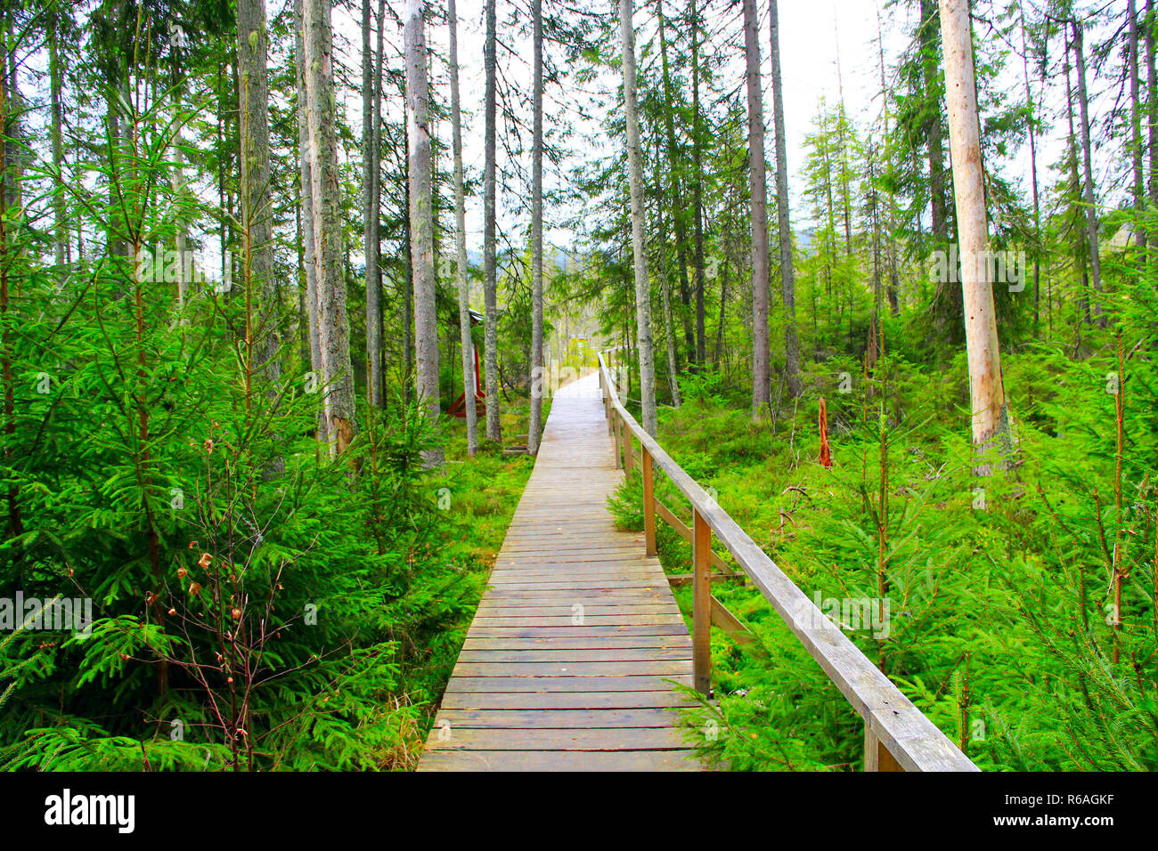 Brücke über einen Sumpf im Wald Stockfoto