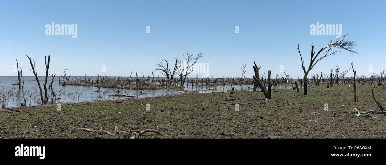 Das sumpfige Ufer von Lake ergiessende Okawango südlich des Okawango Delta in Botswana. Stockfoto