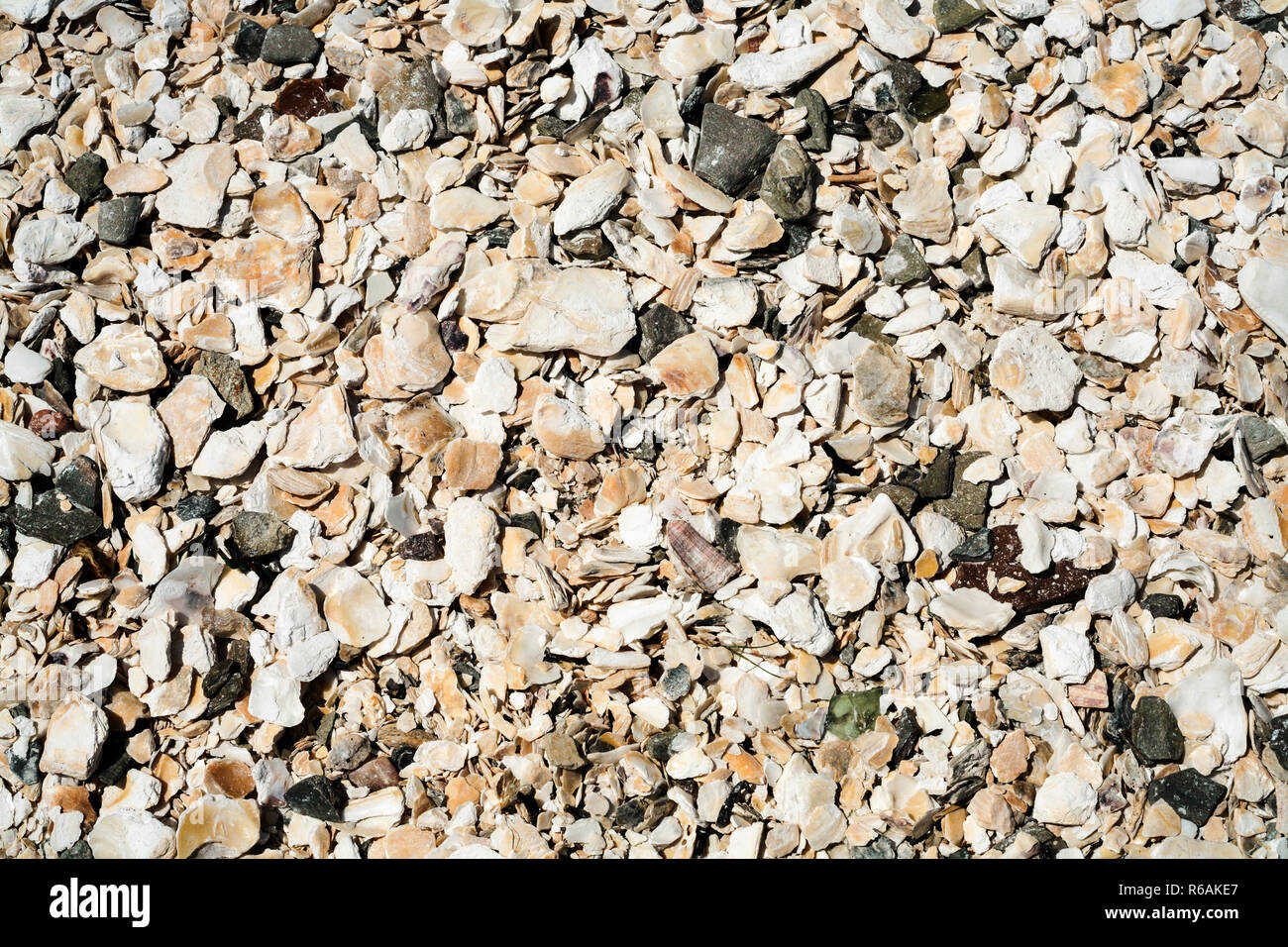 Oberfläche von Muscheln Muscheln Strand in Cancale Stockfoto