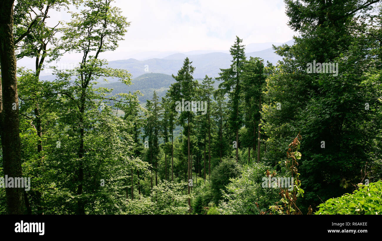 Grüne Wälder in den Vogesen im Elsass Stockfoto