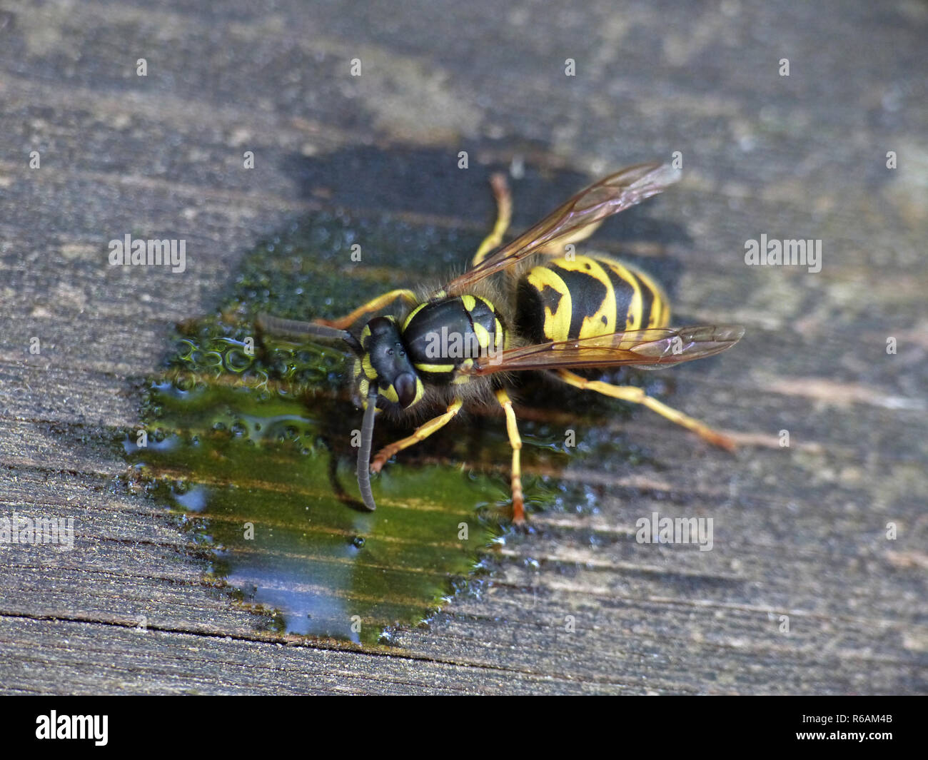 Wespe Naschen süße Flüssigkeit Stockfoto