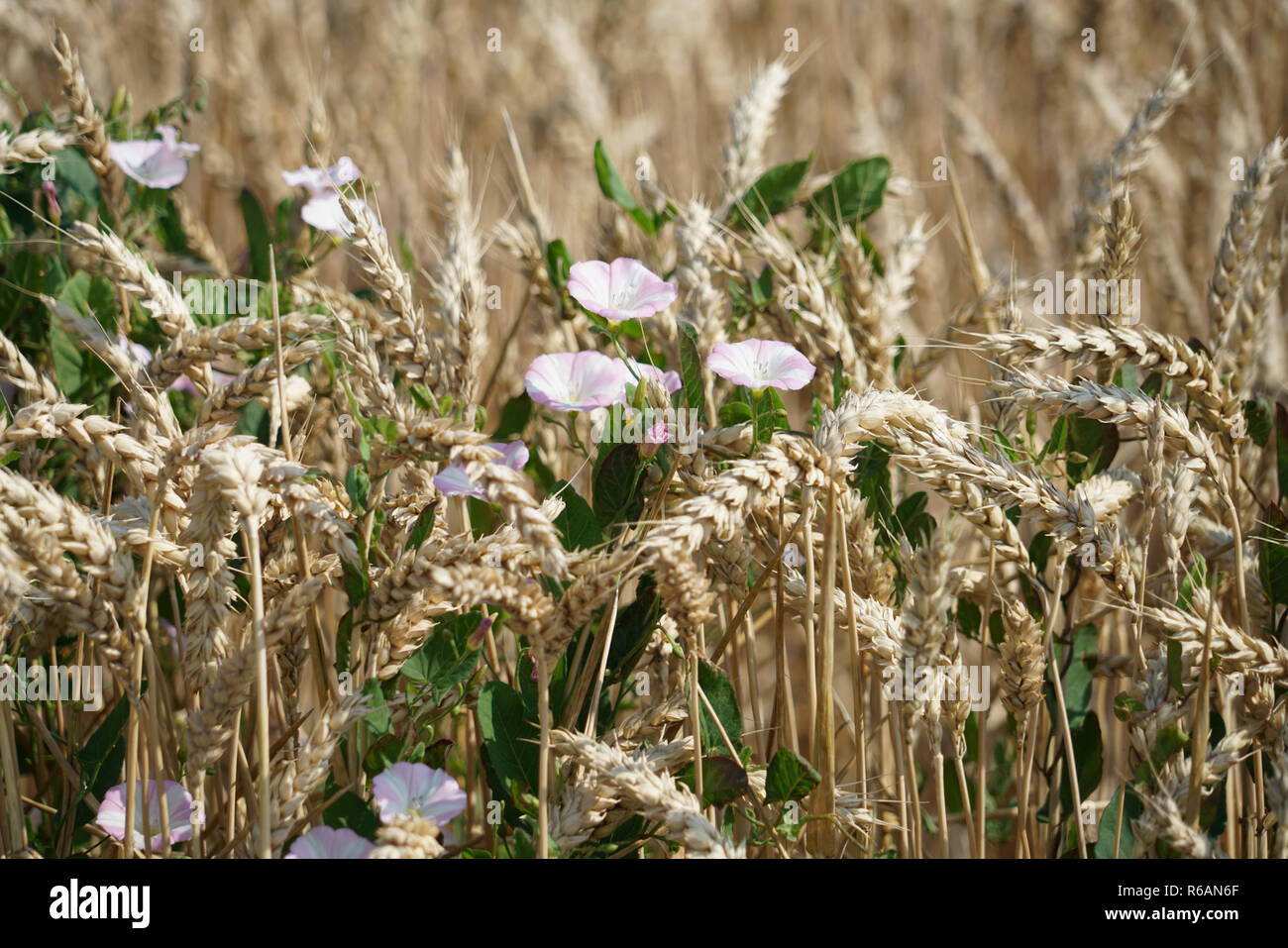 Feld Ackerwinde Convolvulus Arvensis In einem Maisfeld Stockfoto