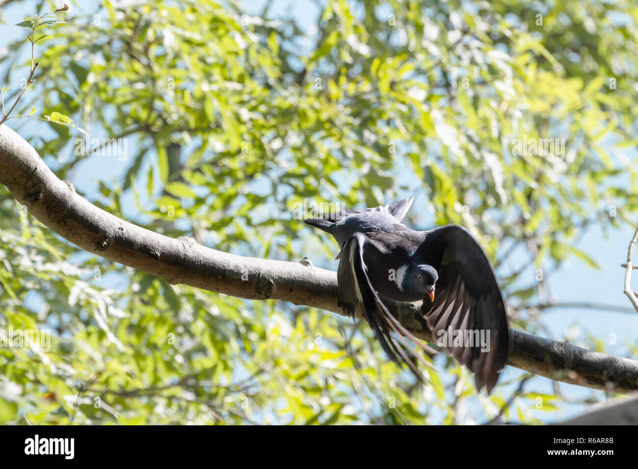 Gemeinsame Ringeltaube (Columba palumbus) fliegen Sie den Baum. Stockfoto