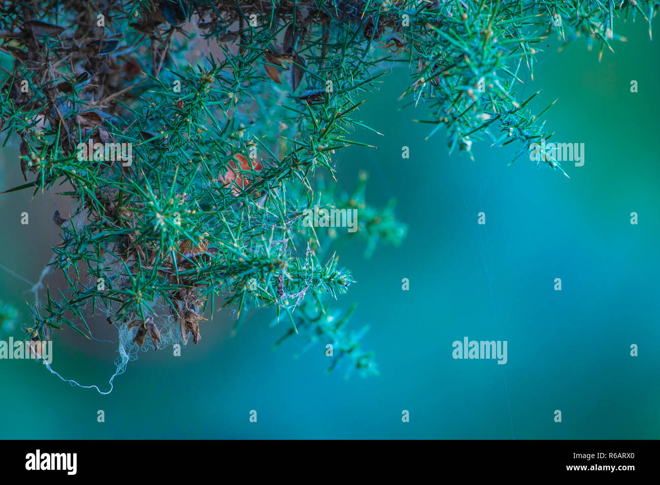 Weihnachtskarte Hintergrund. Gemeinsame Stechginster (Ulex europaeus) Zweig mit dem Spinnennetz. Stockfoto