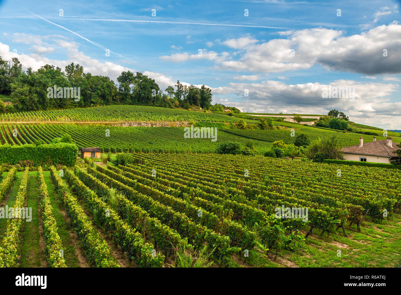 Schönen Weinbergen von Saint Emilion in Bordeaux, Frankreich in sonniger Tag. Natur Konzept Stockfoto