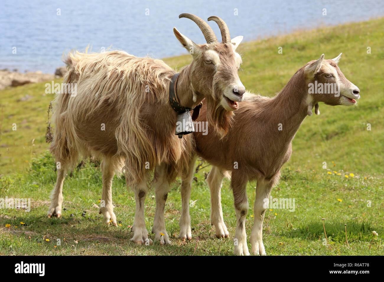 Ziege Paar auf der Weide am Bergsee Stockfoto