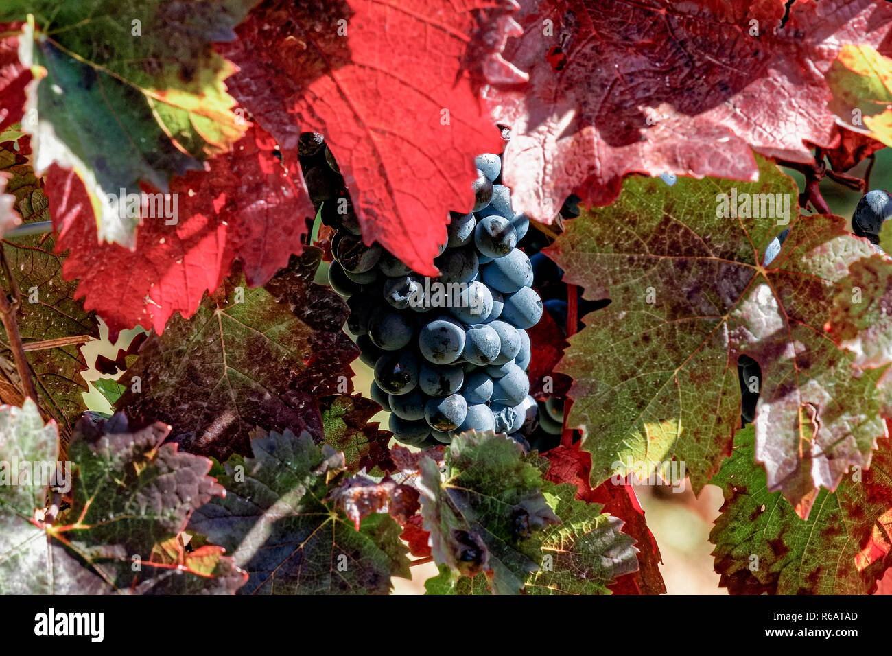 Reif Pinot Noir Trauben mit herbstlichen Weinblätter Stockfoto