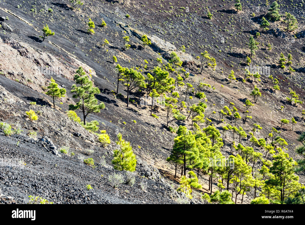 Kanarische Kiefer - Pinus canariensis - in der Vulkan San Antonio in La Palma Stockfoto