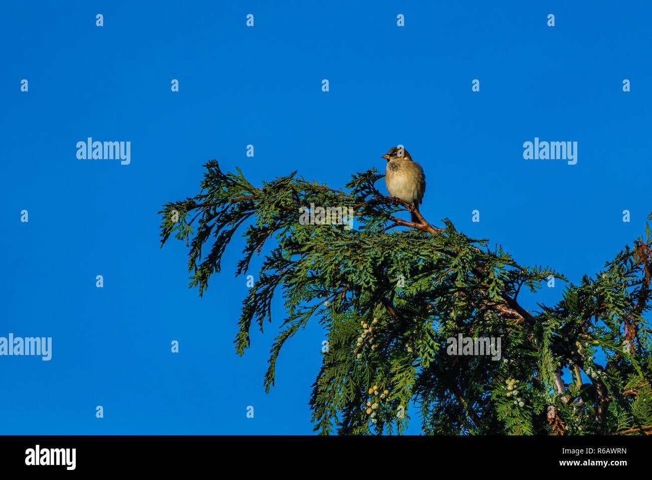 Vogel: Groe Titten, sitzt auf einem (Thuja-)Ast im Garten, Schweiz  Stockfotografie - Alamy