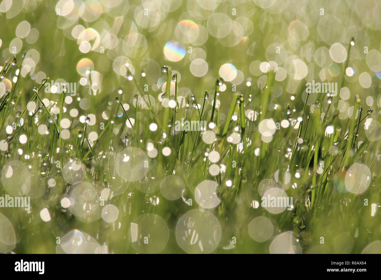 Tau Gras funkelnd in der frühen Morgensonne. Selektiver Fokus, bokeh Wirkung. Stockfoto