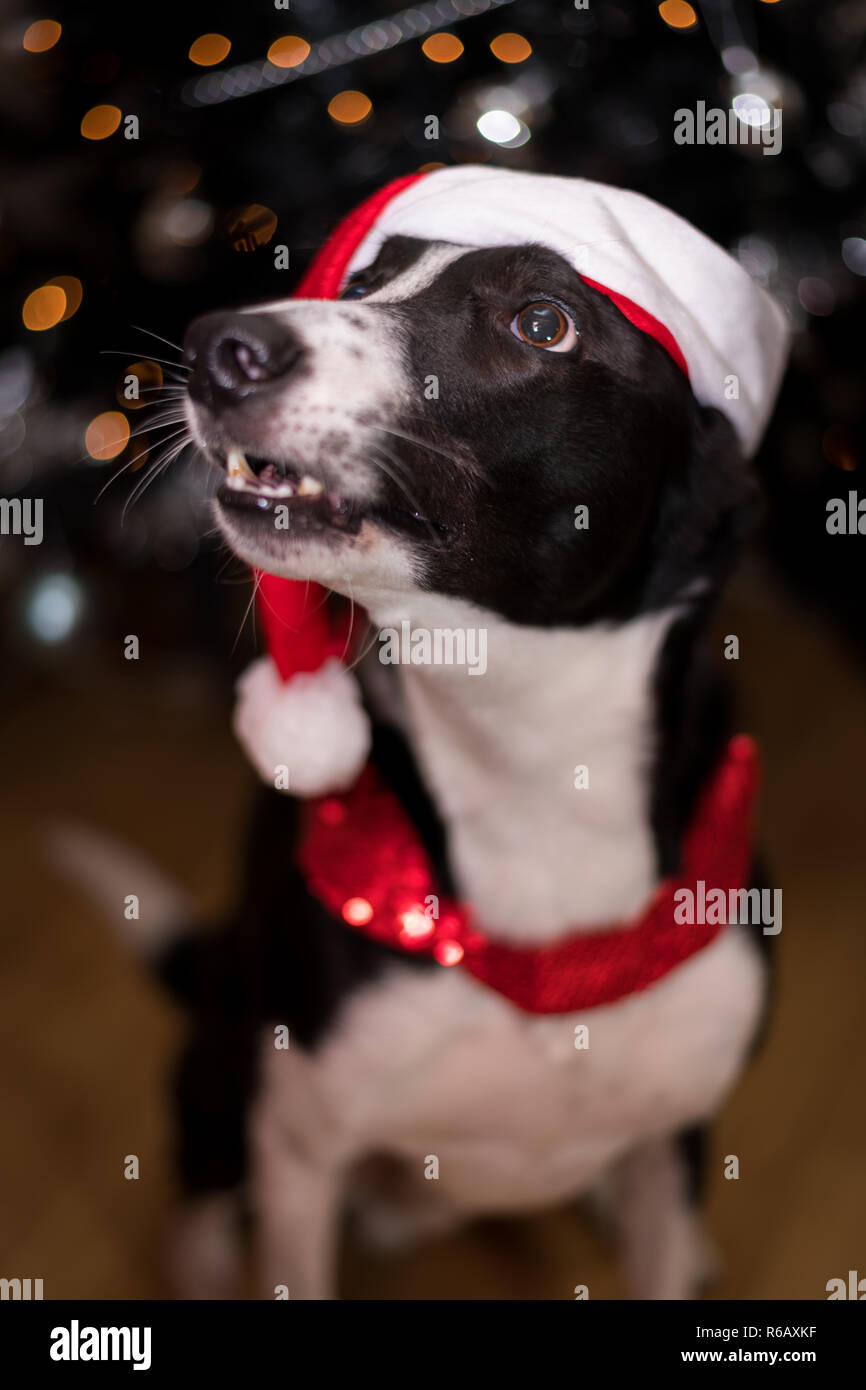 Schwarz & Weiß Lurcher Hund, das Tragen eines santa hut, setzte sich an einen Weihnachtsbaum, mit unscharfen Hintergrund Stockfoto