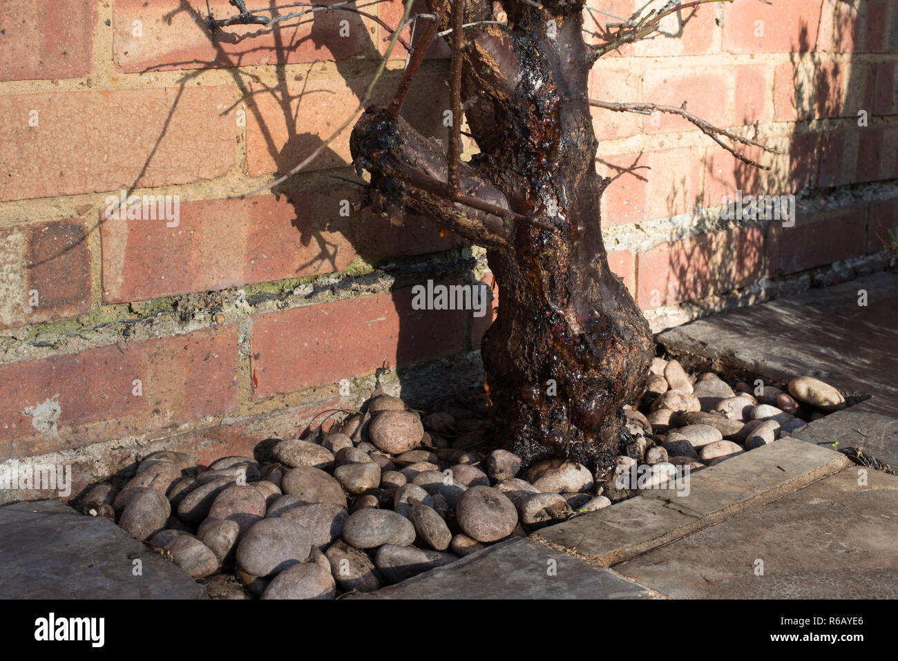 Schwere Blutungen von Gummi (gummosis) aus dem Stamm einer Schildlaus befallen Aprikose 'Tomcot' Obst Baum. Stockfoto