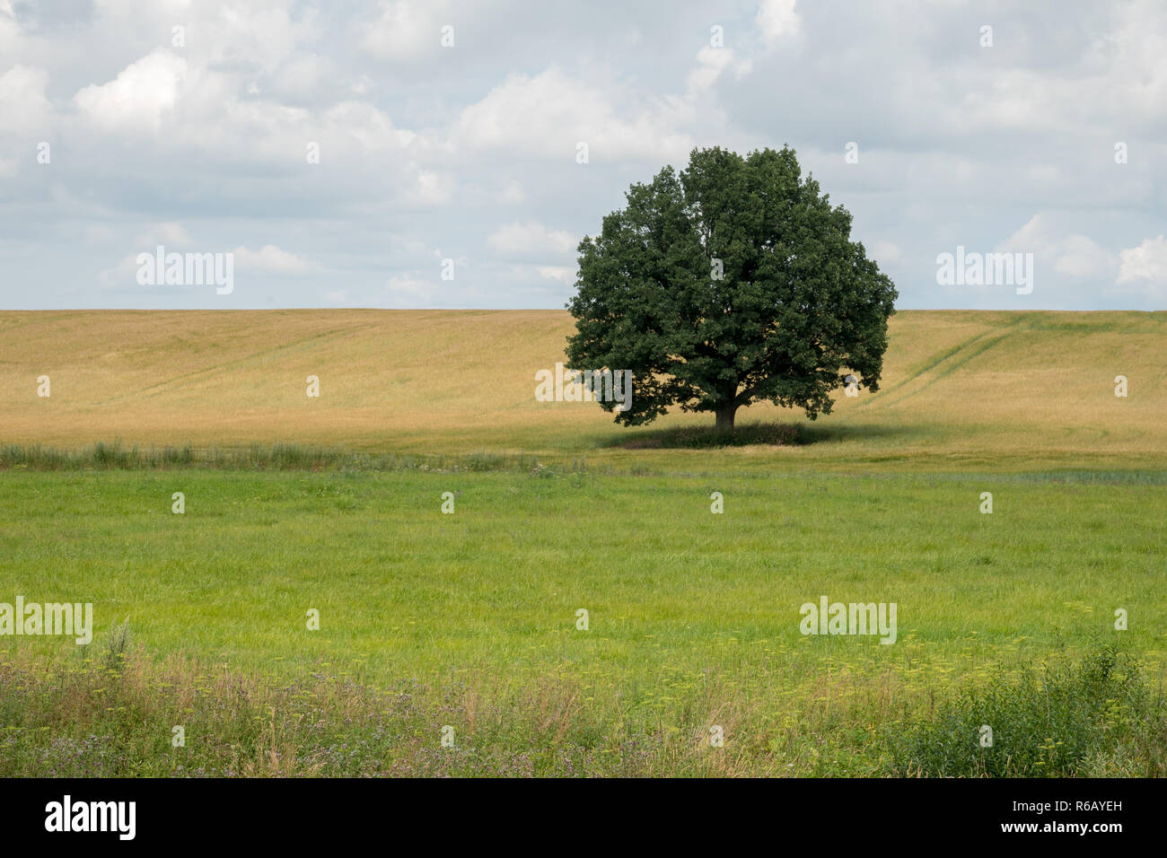 Einsame Eiche auf dem Feld Stockfoto
