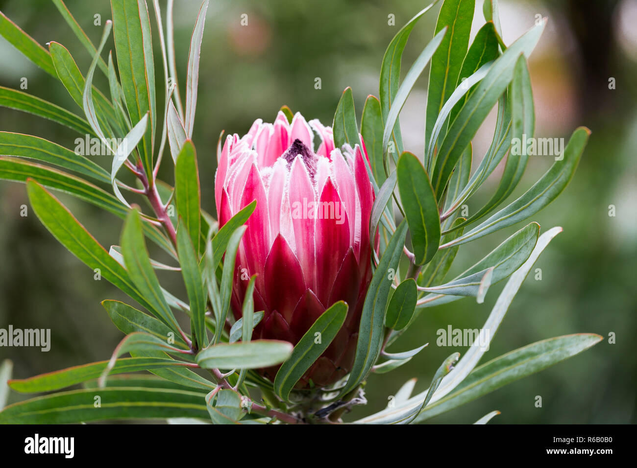 Kalkstein Zuccurbusch - Protea obtusifolia - SÃ¼dafrika Stockfoto