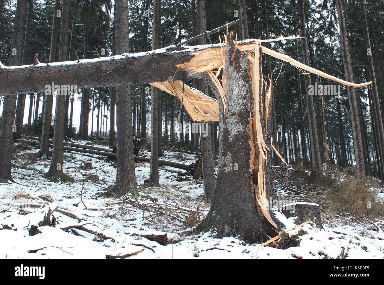 Stormwood, Windschutz auf einer Fichte in der Arnsberger Wald Stockfoto