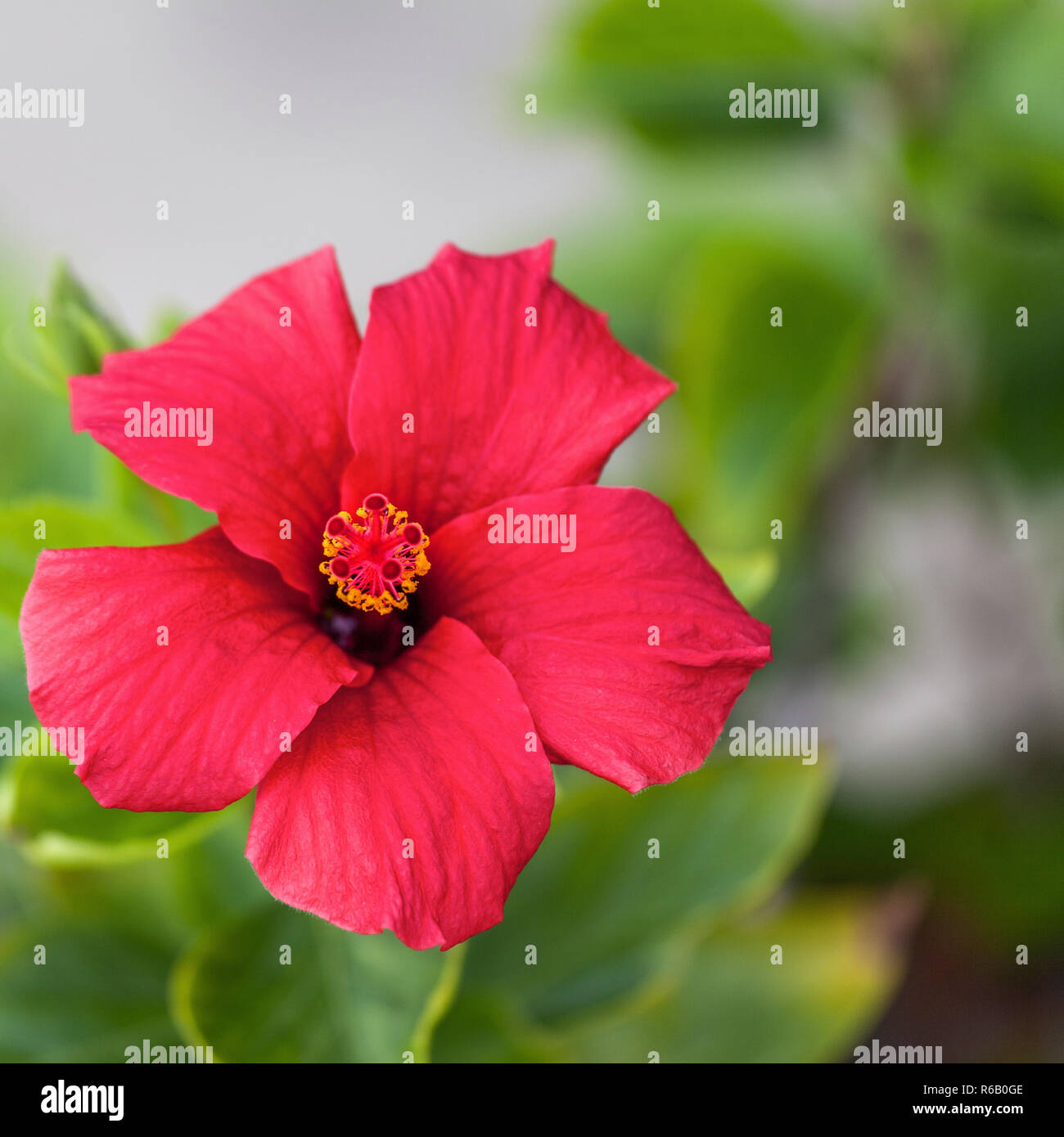 Red Hibiscus Blume Nahaufnahme. Isoliert. Stock Bild Stockfoto