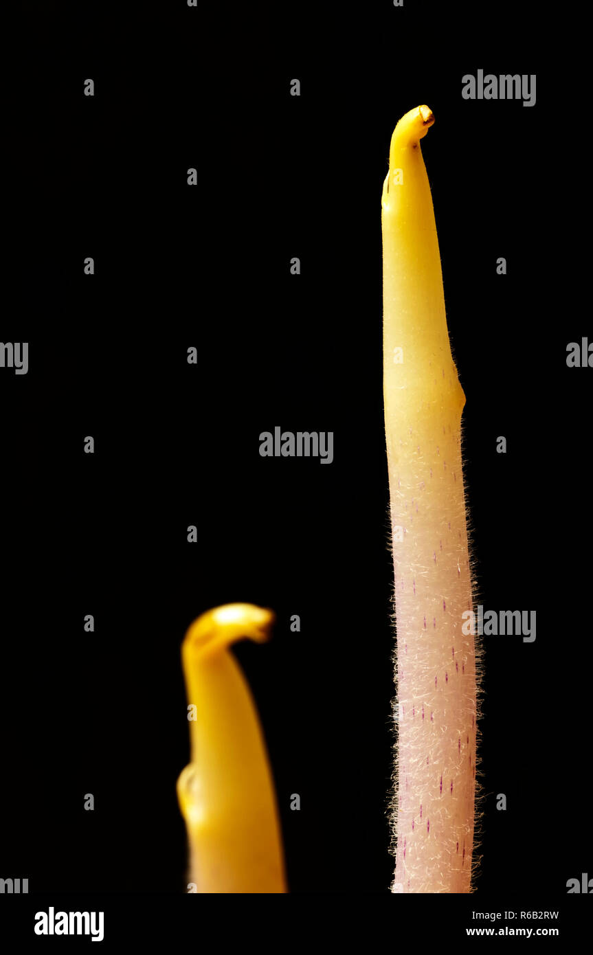 Kartoffel Schießen Stockfoto