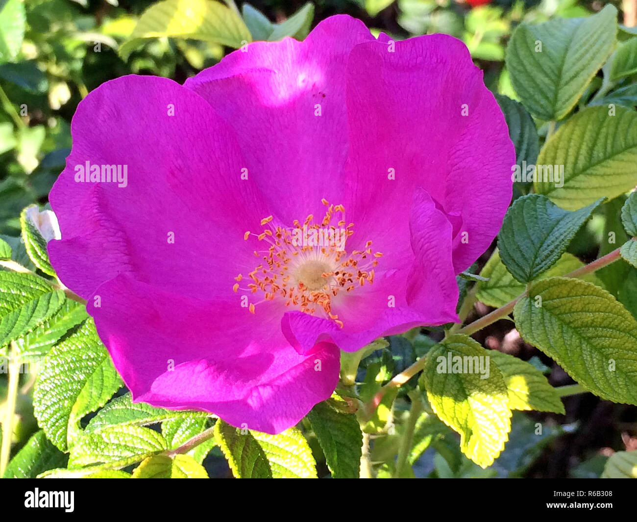 Kartoffel Rose ein Strand der Ostsee in Polen Stockfoto