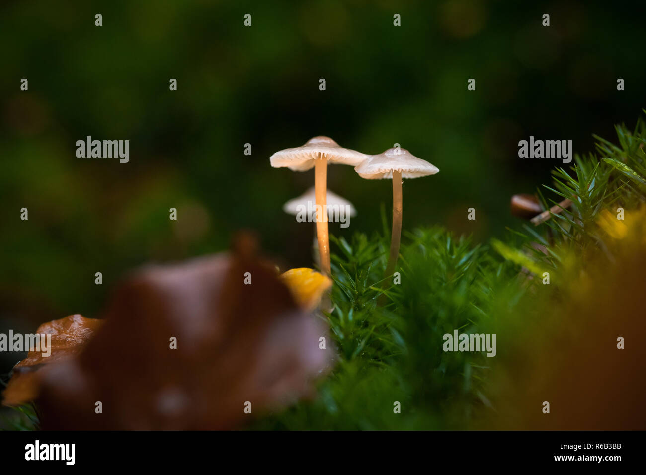 Kleine Herbst Pilze im Moos in den schönen Herbst Licht in ein märchenhaftes Makro Szene. Stockfoto