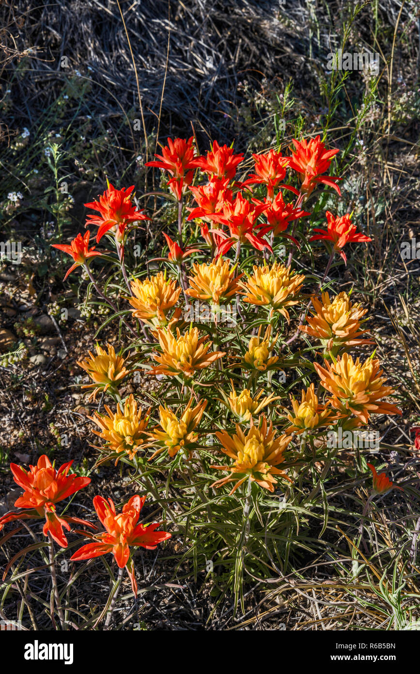 Indian Paintbrush in voller Blüte, Chihuahuan Wüste, Big Bend National Park, Texas, USA Stockfoto