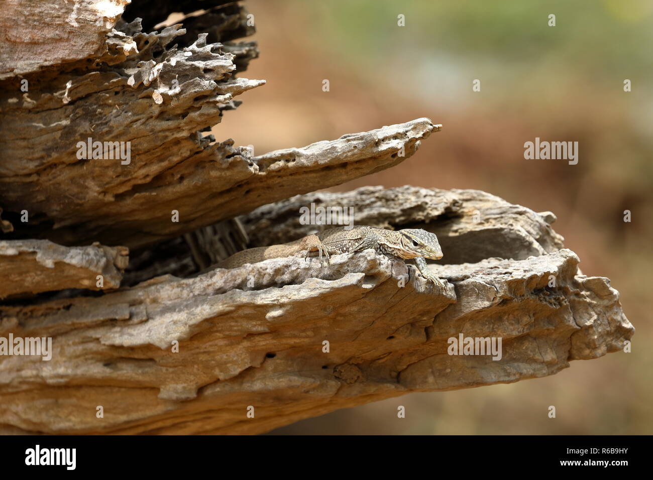 Reptilien in den Yala National Park in Sri Lanka Stockfoto